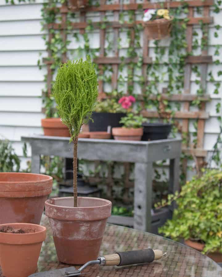 small yard trellis ideas