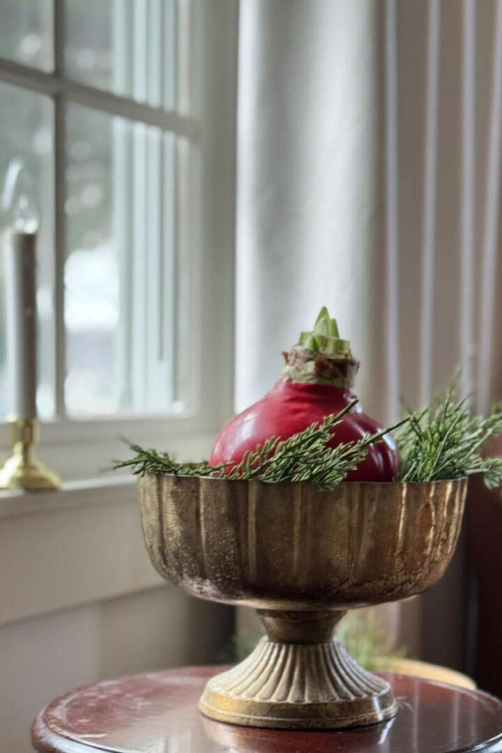 amaryllis-bulb-decor