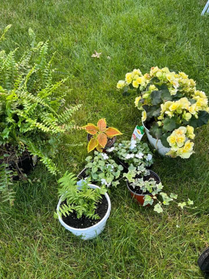 container-garden-mix-plants