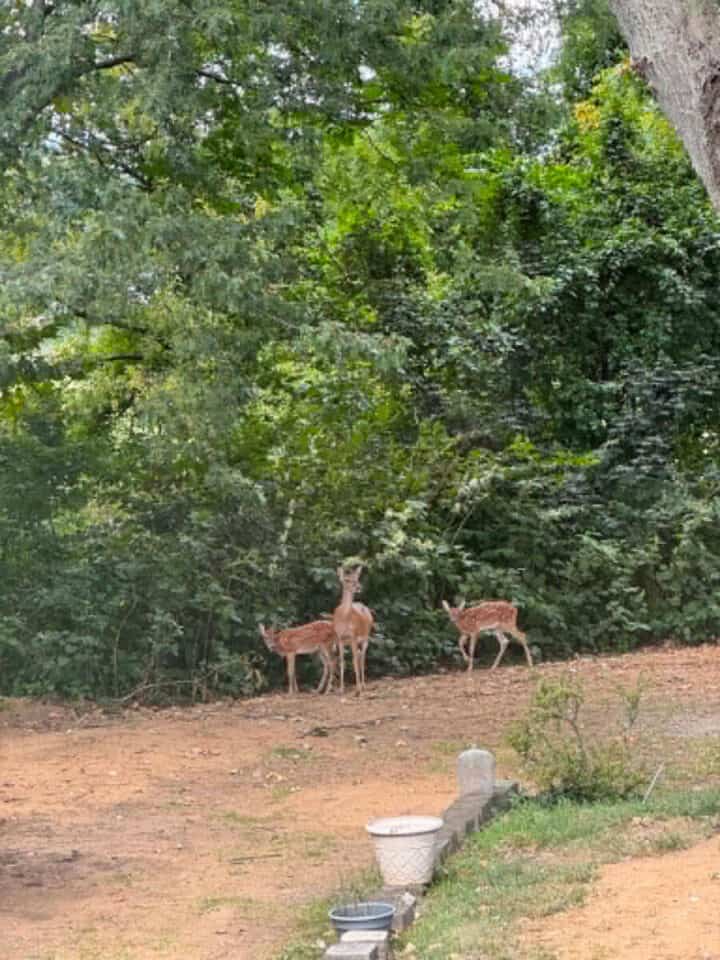 deer-in-backyard-720x960-1 deer-in-backyard