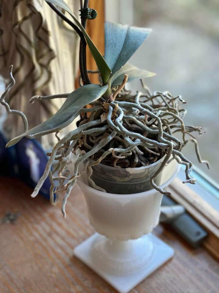healthy-orchid-roots-720x960-1 healthy-orchid-roots