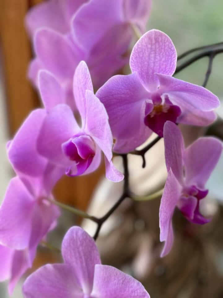 how-to-care-for-orchids-720x960-1 how-to-care-for-orchids