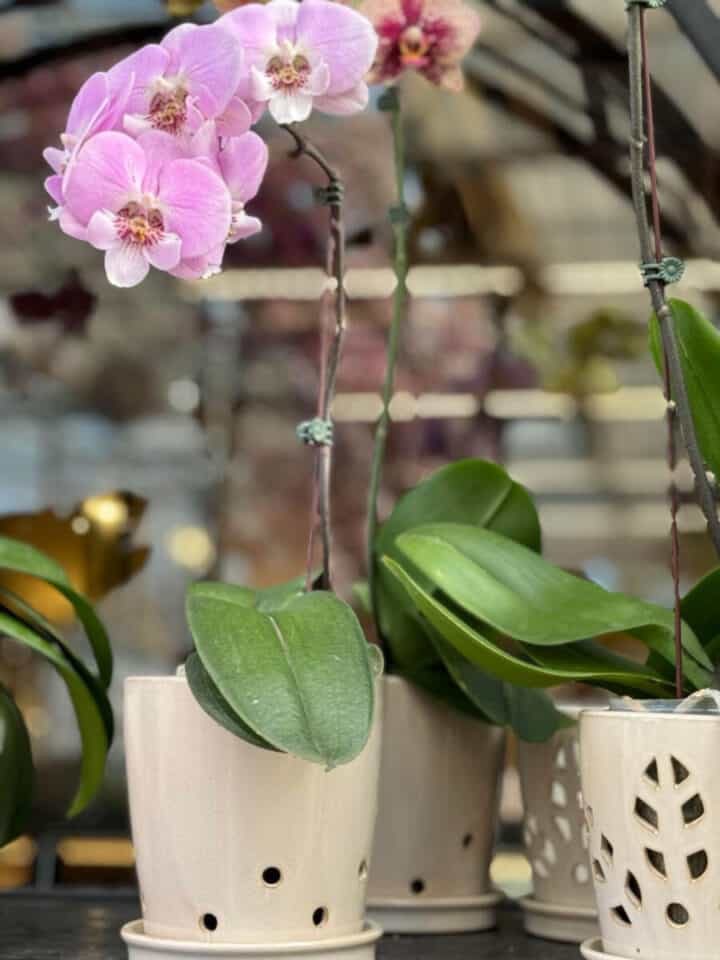 how-to-care-for-orchids-rebloom-720x960-1 how-to-care-for-orchids-rebloom