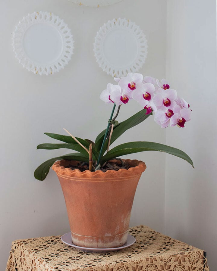 light-colored-orchids-houseplant-720x900-1 light-colored-orchids-houseplant