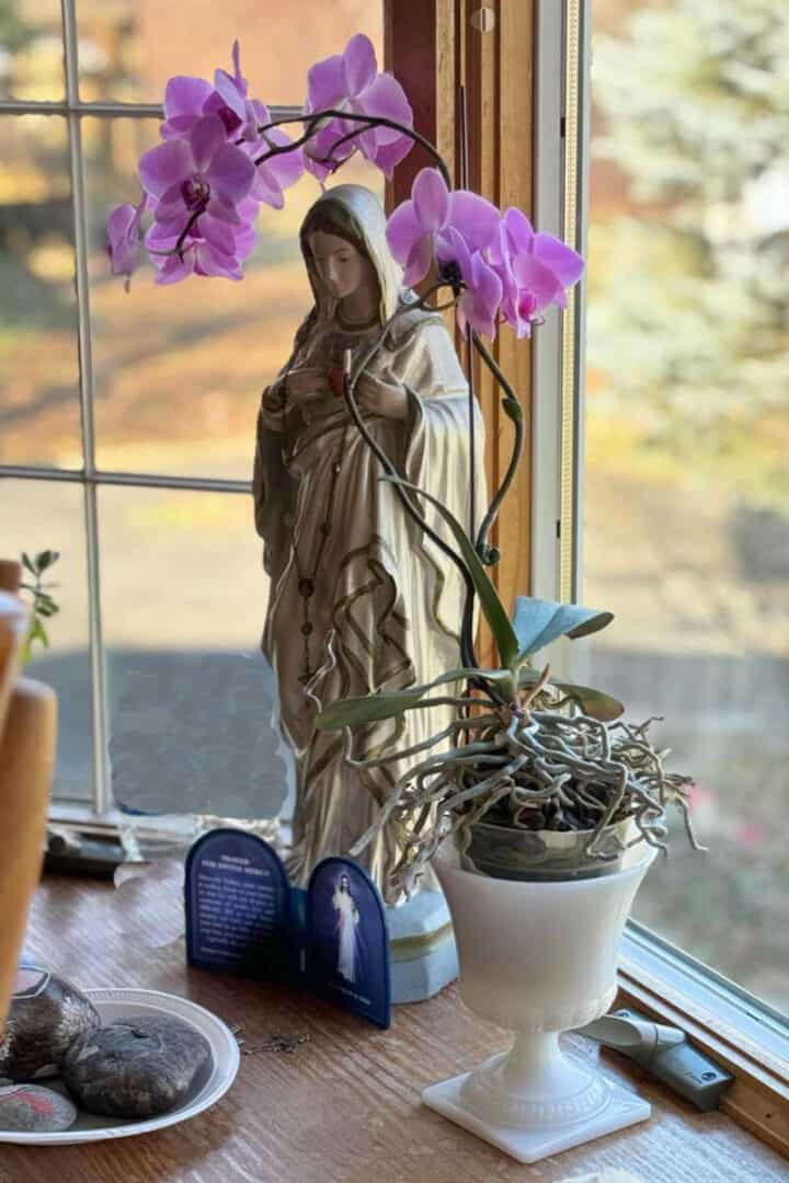 orchid-care-rebloom-720x1080-1 orchid-care-rebloom