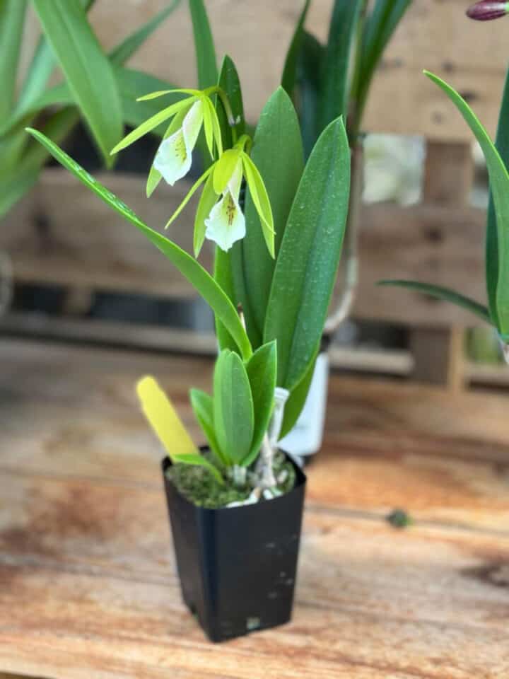 orchid-varieties-720x960-1 orchid-varieties