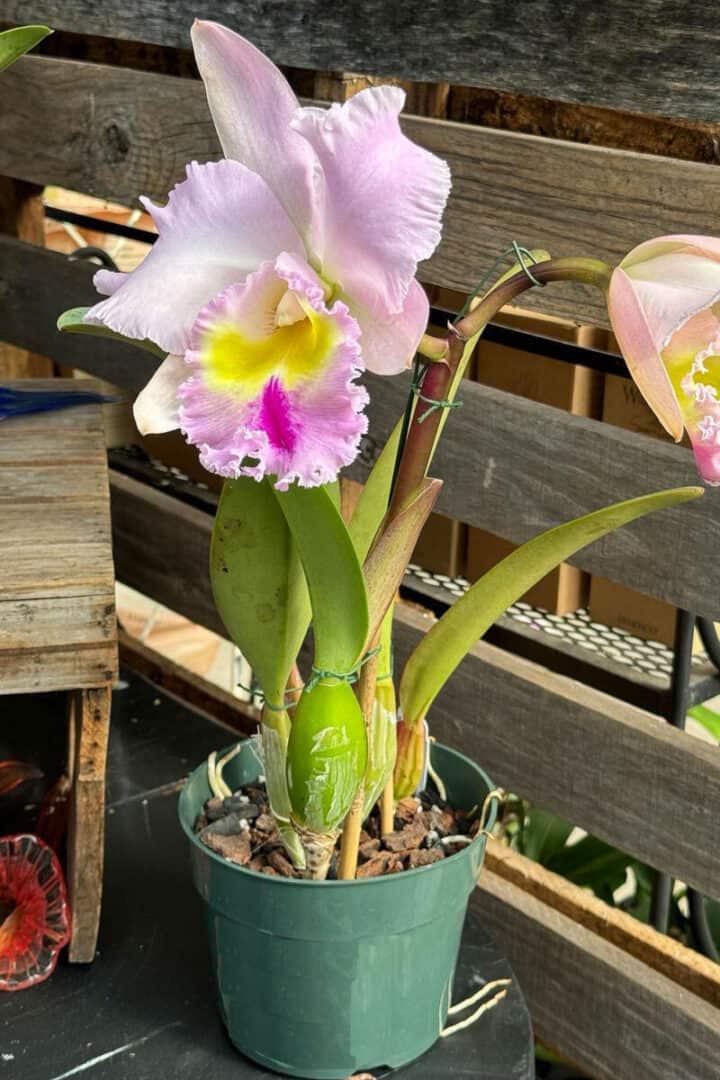 orchid-variety-with-ruffled-leaves-720x1080-1 orchid-variety-with-ruffled-leaves