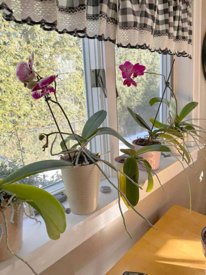 orchids-on-windowsill-in-winter-720x961-1 orchids on windowsill in winter