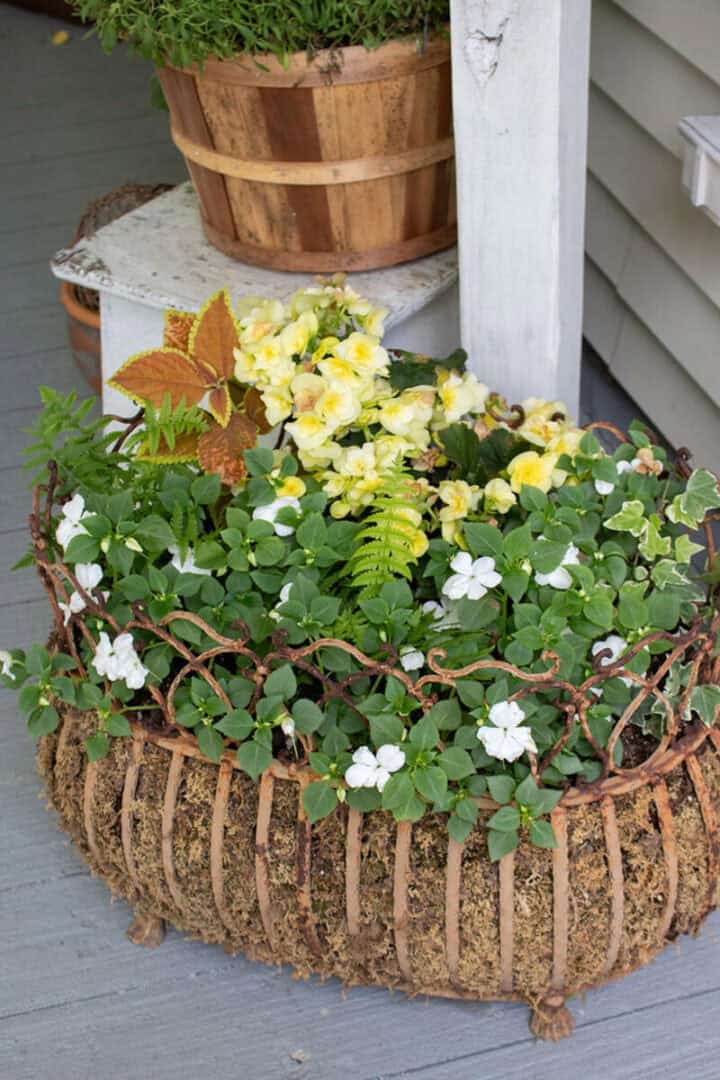 shade-container-garden-flowers in a moss lined cast iron planter