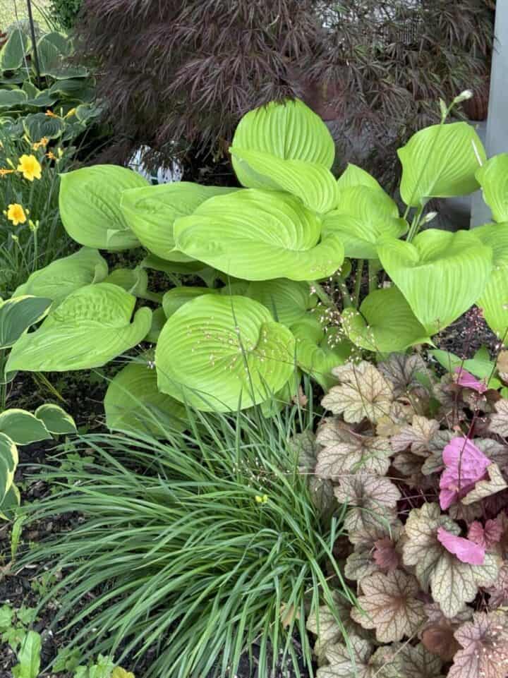 shade plants