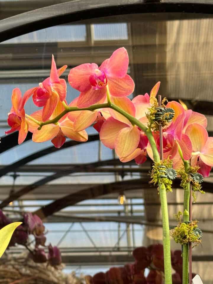 sherbert-colored-orchids-720x961-1 sherbert-colored-orchids
