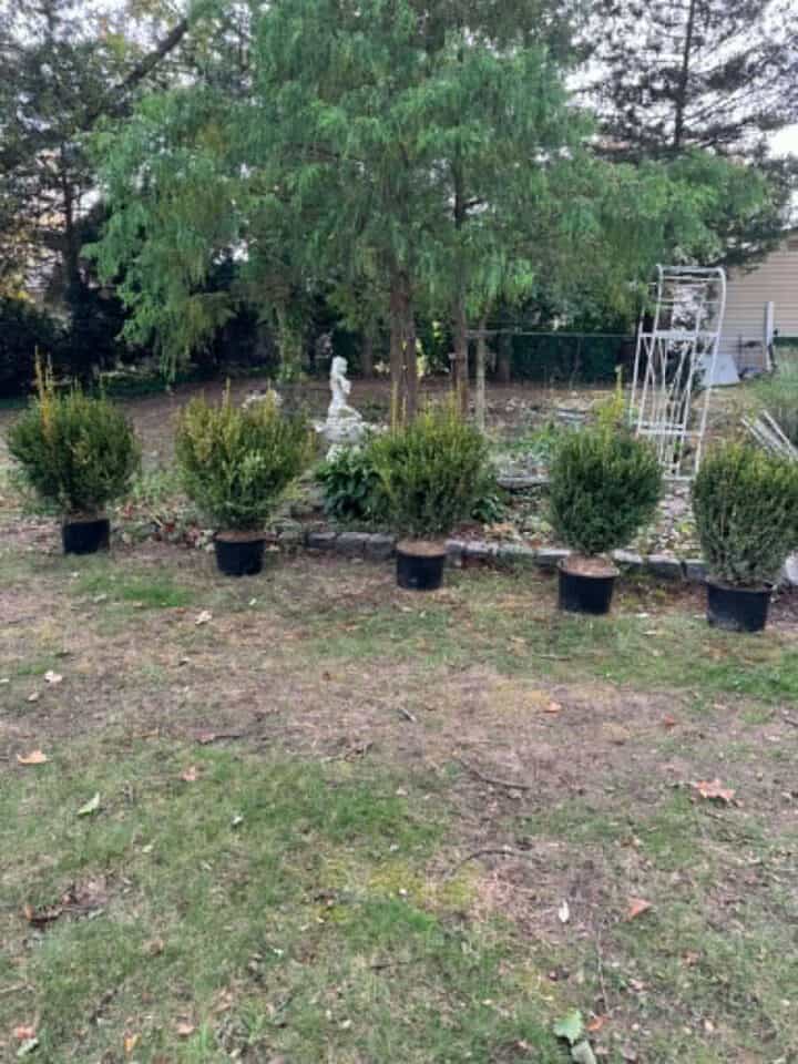 surrounding-garden-area-with-boxwoods-720x960-1 surrounding-garden-area-with-boxwoods