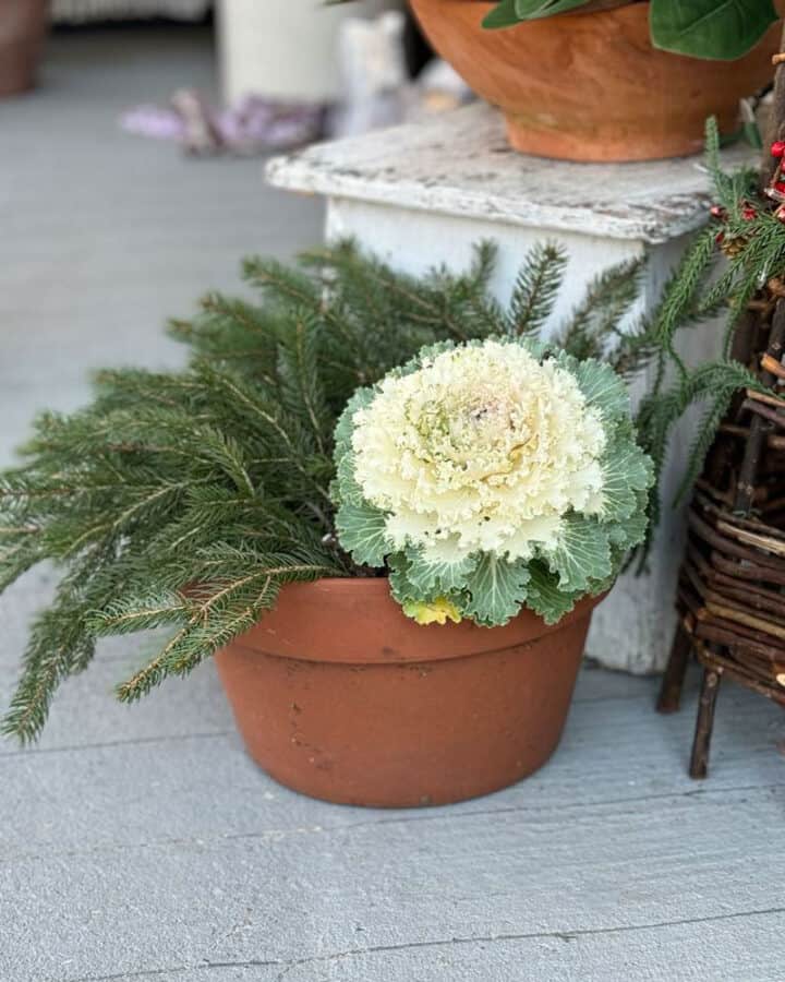 winter-planter-ideas-for-porch white cabbage and evergreen branches